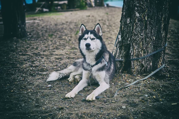 Zwart-wit Siberische husky — Stockfoto