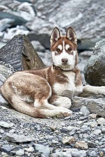 Szibériai husky kiskutya piros szín — Stock Fotó