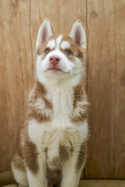 可爱的红色西伯利亚哈士奇小狗 — 图库照片