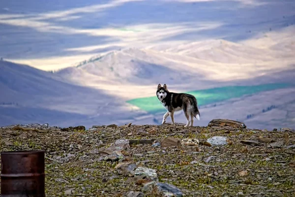 Dog on a mountain pass.