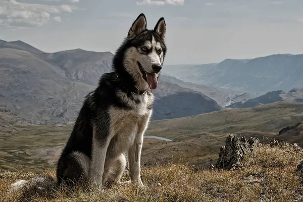 Husky siberiano se sienta en un —  Fotos de Stock