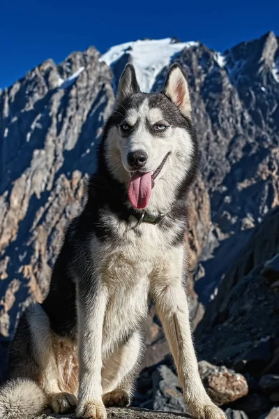 Um cão jovem Siberian husky — Fotografia de Stock