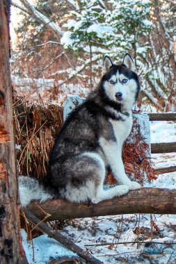 Siyah ve beyaz husky oturur