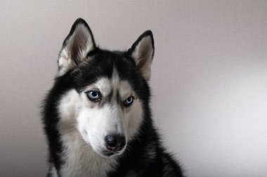 Stüdyo bir husky portresi