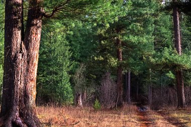 Sonbahar ormanında yol.