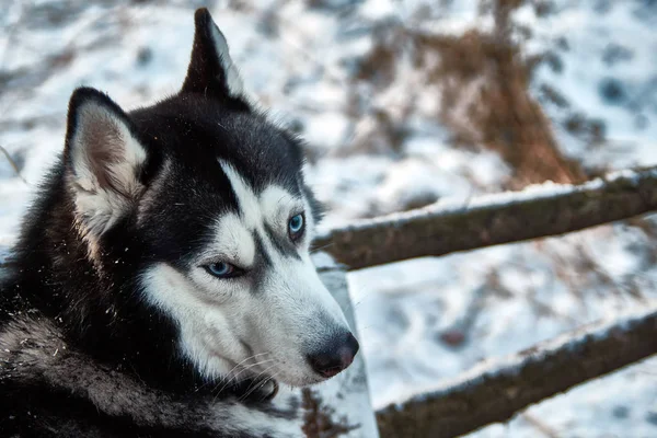 Retrato del husky siberiano. Negro —  Fotos de Stock