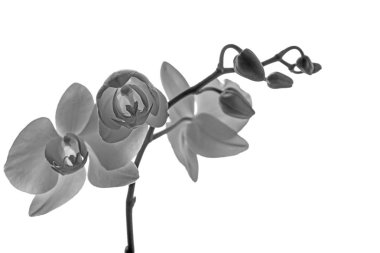 Şube beyaz orkide üzerinde izole