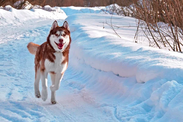Ходити з собакою. Сибірський хаски, граючи на взимку прогулянки. Собачих упряжках працювати в снігу. — стокове фото