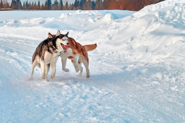 Caminhe com animais loucos. Husky siberiano jogando no passeio de inverno. Husky cães morder e empurrar na neve . — Fotografia de Stock