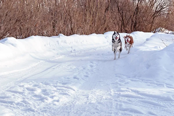 Caminhe com animais de estimação engraçados. Siberian cães husky jogando no passeio de inverno . — Fotografia de Stock