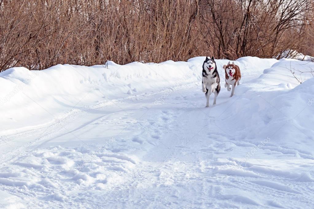 Walk with funny pets. Siberian husky dogs playing on winter walk. 