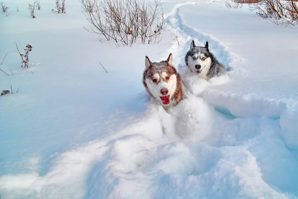 Walk with loved pets. Siberian husky playing on winter walk. Husky dogs run in snow. — Stock Photo, Image