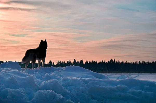 El perro parece atardecer. Hermosa puesta de sol de aspecto husky siberiano, gran diseño para cualquier propósito. Hermosa puesta de sol y perfil lindo perro mirando a la puesta de sol . —  Fotos de Stock