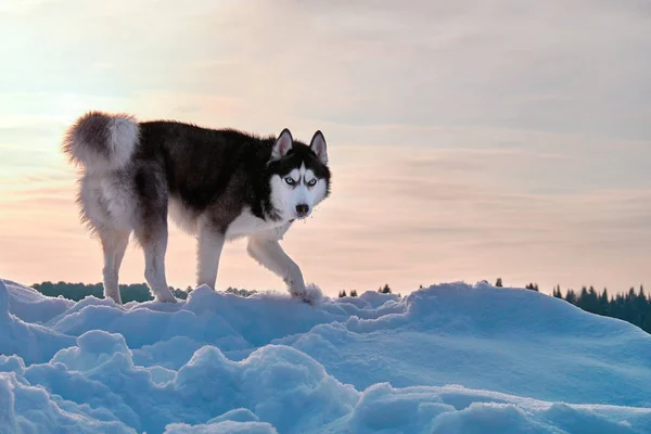 日没のハスキー犬。冬の夕焼け背景が赤、黒と白のシベリアン ハスキー. — ストック写真