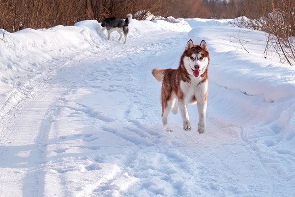 Barna husky kutya fut. Vörös szibériai husky játék. — Stock Fotó