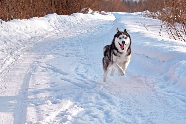 Merry husky dog runs fast. Siberian husky runs ahead with all its might.