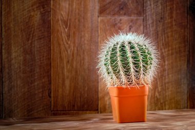 Cactus on wood. Cactus plant on vintage wood background texture. Concept real Life. Still life with Echinocactus. Copy space. clipart