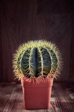 Kaktüs. Vintage Stillife. Yaratıcı tarzı, moda kavramı. Ahşap arka plan doku.