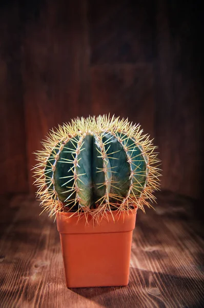 Cactus sobre textura de fondo de madera. Concepto planta de diseño. Color vintage. Bodegón planta de cactus natural . —  Fotos de Stock