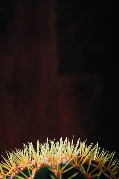Concepto de cactus. Agujas amarillas largas de primer plano cactus barril sobre fondo de arte oscuro. Textura de fondo de madera vintage . —  Fotos de Stock