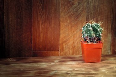 Ahşap arka plan üzerinde saksı kaktüs. Doğal kaktüs Astrophytum ornatum. Vintage natürmort bitkiler rustik arka plan dokusu üzerinde.