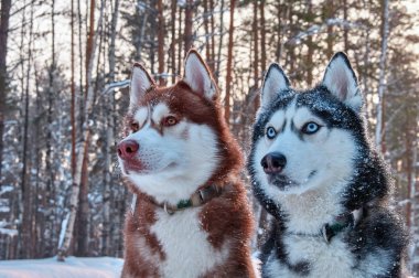 İki güzel husky. Güzel portre yaşam tarzı tasarım için. Portre güzel kırmızı siberian dış yapraklar. Portre güzel husky köpek.