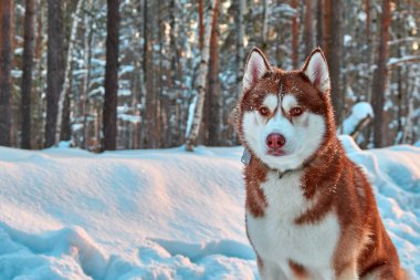 Güzel husky köpek kış orman içinde. Portre yakışıklı kırmızı siberian dış yapraklar.