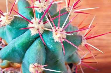 Kırmızı kaktüs dikenleri yakın çekim. Kaktüs Echinocactus kırmızı uzun diken ile. Yukarıdan görüntülemek.