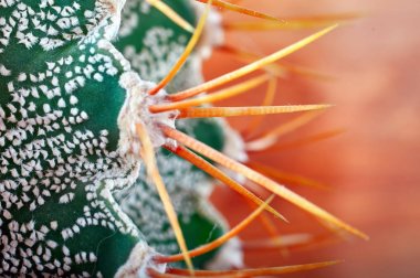 Sarı dikenler güzel kaktüs beyaz benekler, closeup ile yeşil. Kaktüs Astrophytum Ornatum turuncu zemin üzerine.