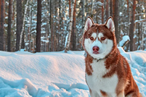 Beautiful husky dog in winter forest. Portrait handsome red siberian husky. — Stock Photo, Image
