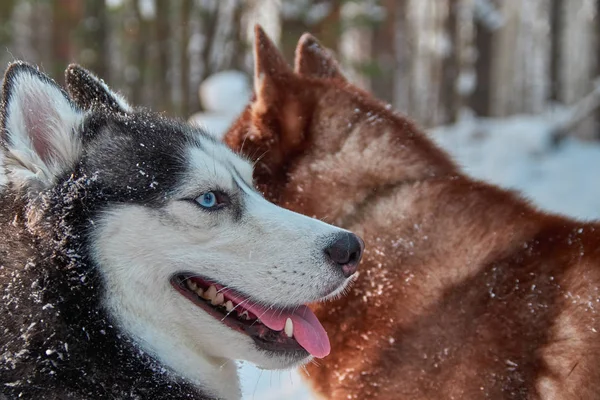 Mosolygó pofával husky kutya. Boldog szibériai husky, séta a téli erdő portréja. — Stock Fotó