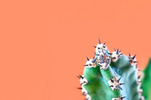 Cactus conceito mínimo de moda stillife. Mood de cores brilhantes na moda. Cacto verde com espinhos no fundo laranja, espaço de cópia. Isolado em laranja . — Fotografia de Stock