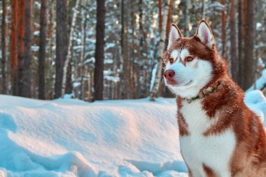 Güzel Sibirya Husky köpek kırmızı renkli kış orman içinde oturur. Kopya alanı.