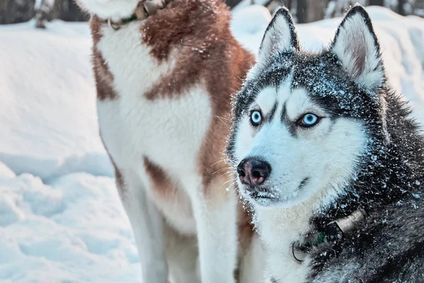 Perro Husky siberiano de color blanco y negro con ojos azules se encuentra en el bosque de invierno. Copiar espacio . —  Fotos de Stock