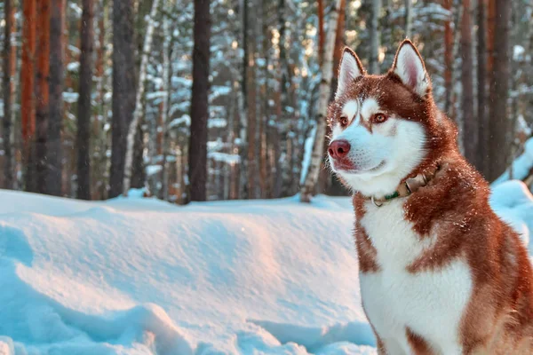 Красиві Сибірський хаски собака червоний колір сидить в зимовому лісі. Копія простір. — стокове фото