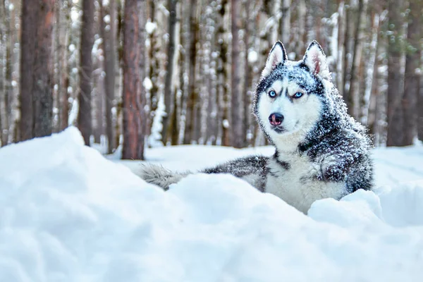 Kar kış orman içinde yatan mavi gözlü yakışıklı Sibirya Husky köpek siyah ve beyaz renk. Kopya alanı. — Stok fotoğraf