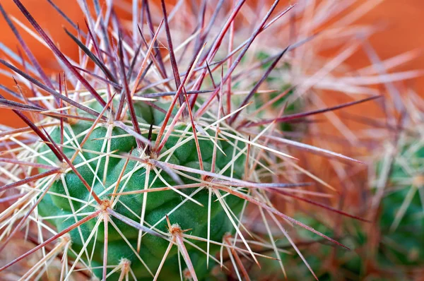 Kaktus. scharfe, lange, dicke Dornen Kaktus (Tephorokaktus) Nahaufnahme. — Stockfoto