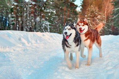 Neşeli Sibirya husky köpek kış ormanda yürümek. Siyah, beyaz ve kırmızı husky karlı parkta koşmak.