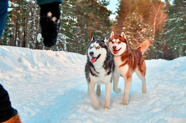 Os cães husky siberianos alegres correm para a anfitriã do passeio na floresta de inverno. Caminhada husky preto e branco e vermelho no parque nevado . — Fotografia de Stock