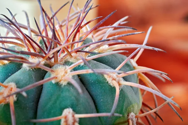 Closeup cactus stem with sharp spines. Areoles green cactus with prickles. — Stock Photo, Image