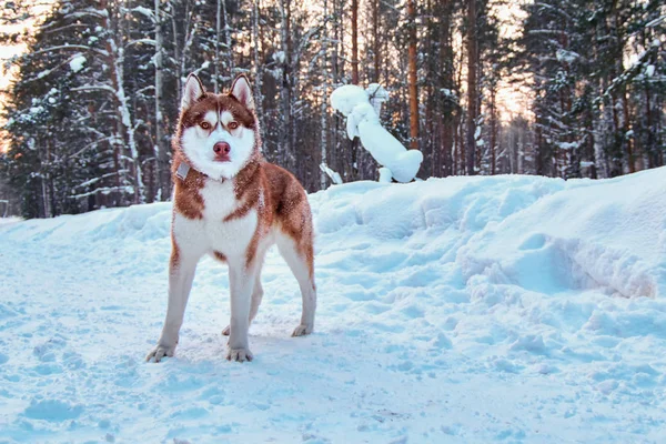 Gyönyörű husky kutya téli erdőben. Szibériai husky, vörös hajú. Husky, reklám, magazin fedezékbe. — Stock Fotó