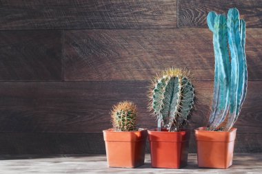 Karanlık vintage ahşap arka plan üzerinde grup kaktüsler farklı boyutlarda. Kopya alanı.