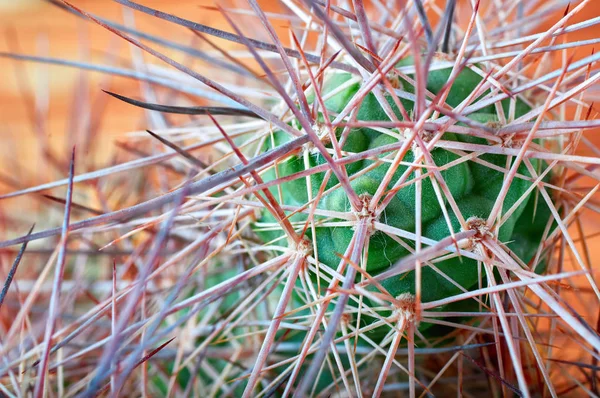 Kaktus mit schrecklichen, dicken langen und scharfen Dornen auf orangefarbenem Hintergrund, Nahaufnahme. — Stockfoto