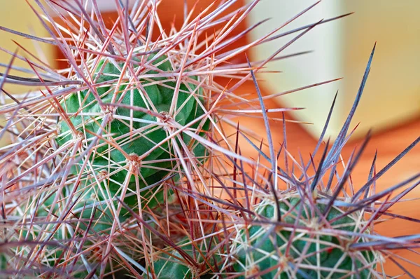 Kaktus mit dicken langen und scharfen Dornen auf orangefarbenem Hintergrund, Nahaufnahme. — Stockfoto