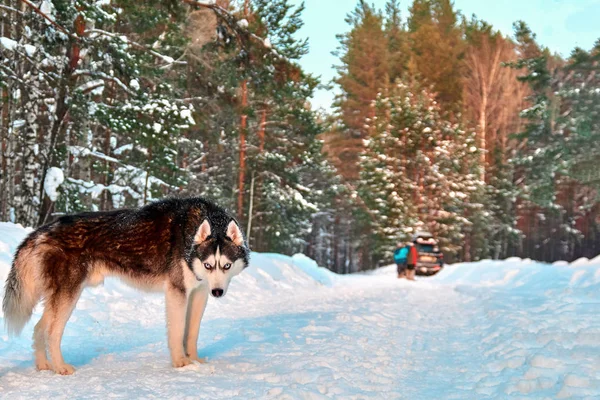 Siberian Husky hund svart och vit färg med blå ögon i soliga vintern skog. Kopiera utrymme. — Stockfoto