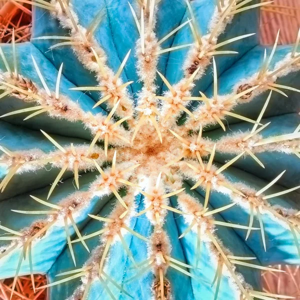 Hermoso cactus de color azul-verde. Vista desde arriba . —  Fotos de Stock