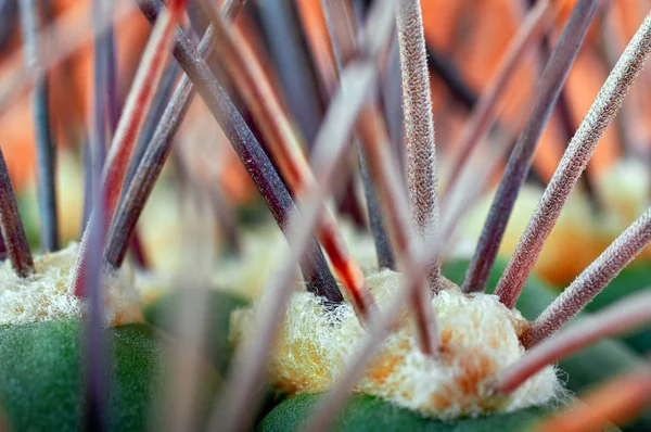 Abstrakta Visa cactus törnen. Begreppet försvar, umbäranden. Kopiera utrymme. Horisontella foto för magazine. — Stockfoto