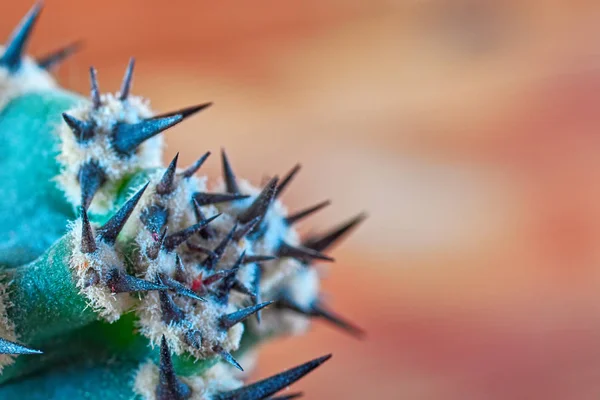 Vista abstracta de espinas de cactus. Concepto de autodefensa, sostenibilidad. Copiar espacio . —  Fotos de Stock