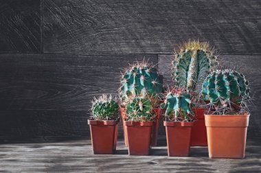 Ahşap arka plan üzerinde farklı grup kaktüsler. Farklı ve güzel succulents. Kopya alanı.