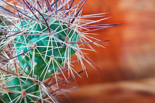 Prickly cactus. Green succulent with dangerous long, thick, sharp needles, thorns, thorns. Orange blurred background, copy space.